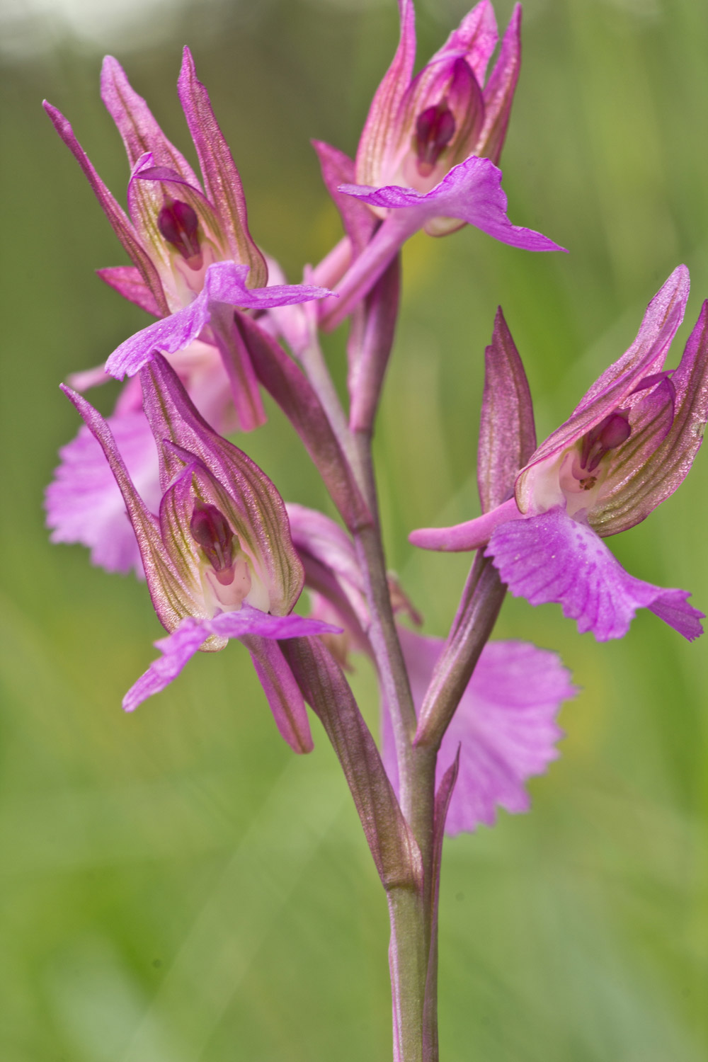 Anacamptis x gennarii (Rchb. F.) Kretz., Eccarius & Dietr